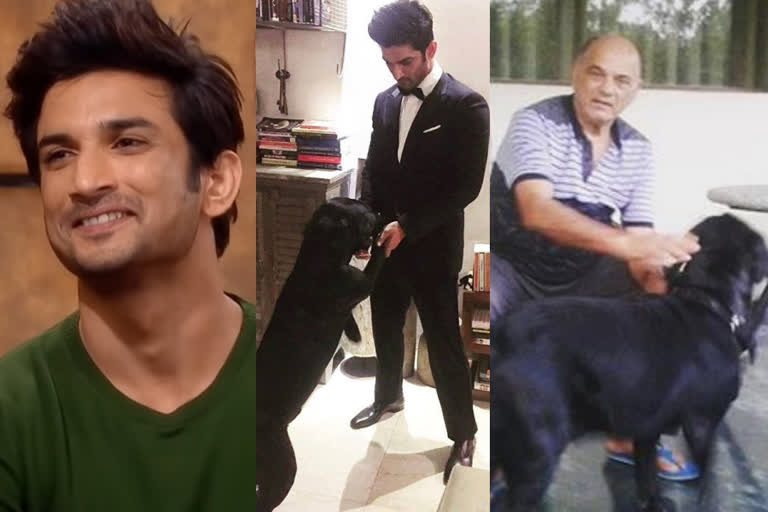 sushant singh rajput dog fudge news  സുശാന്തിന്‍റെ ഫഡ്ജിനെ ഇനി പിതാവ് സംരക്ഷിക്കും  sushant singh rajput  fudge  സുശാന്തിന്‍റെ പിതാവ് കെ.കെ സിങ്