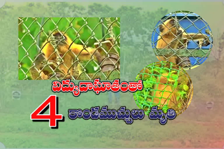 four monkeys died of electric shock in mavala green garden in adilabad district