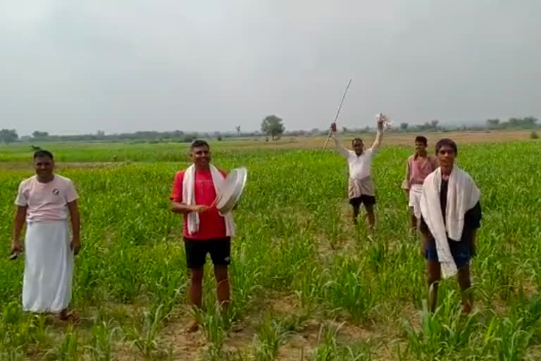 Deeg news, Locust attacked, Bharatpur farmer