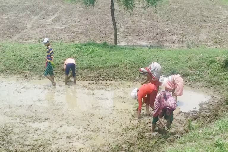 Farmers sowing paddy