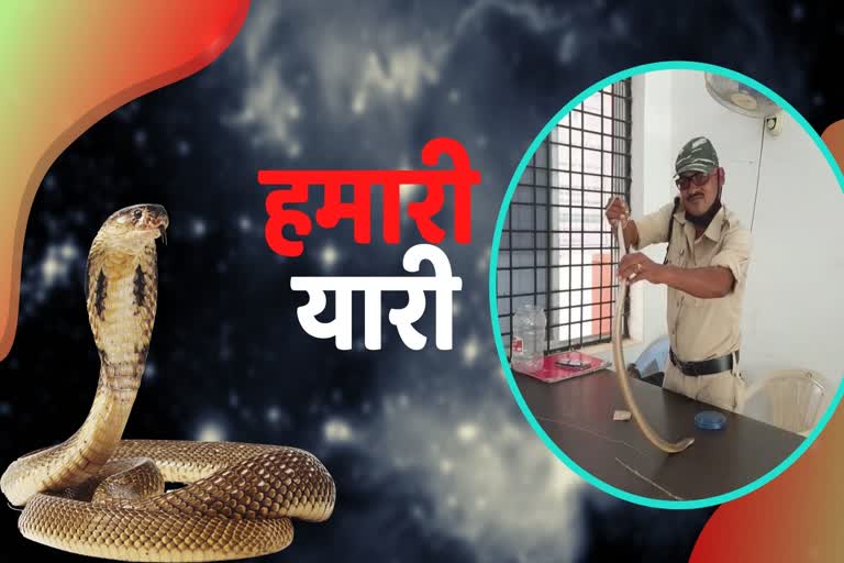 devendra-das-protected-more-than-60-thousand-snakes-in-kondagaon