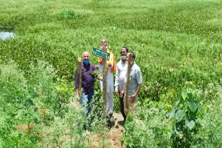 Plantation in Dalpat Sagar