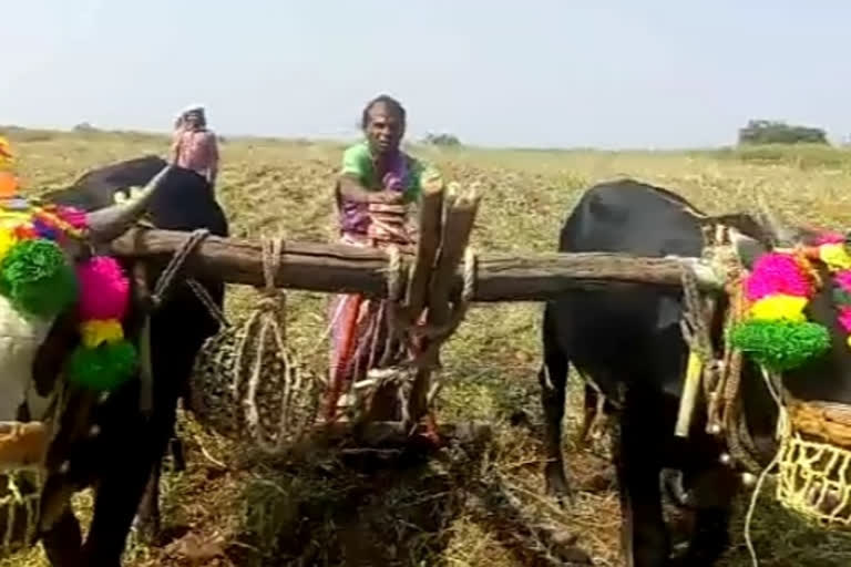 auspicious people left begging and engaged in farming