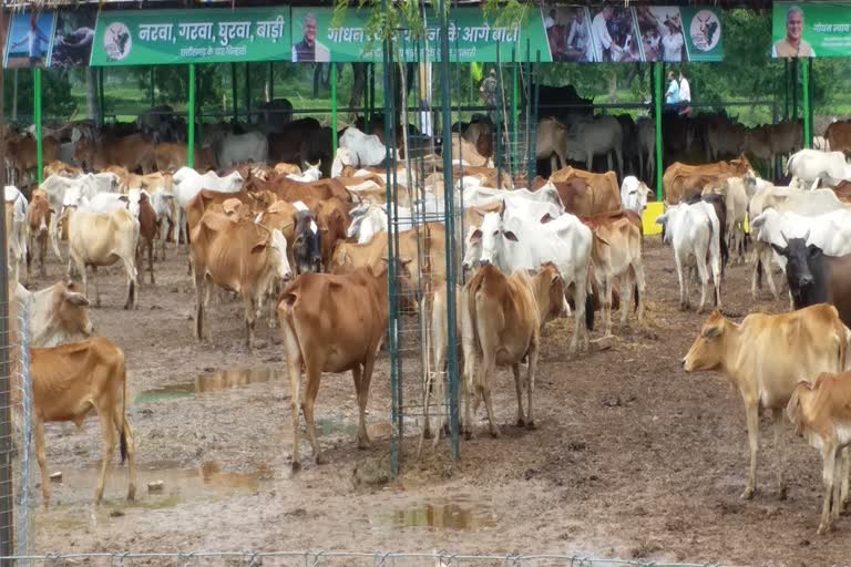 cows death in chhattisgarh