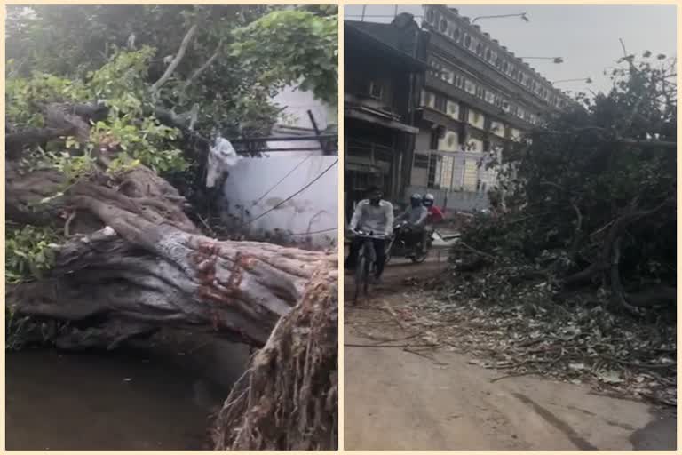 a tree fell in jhilmil industrial area impact on business