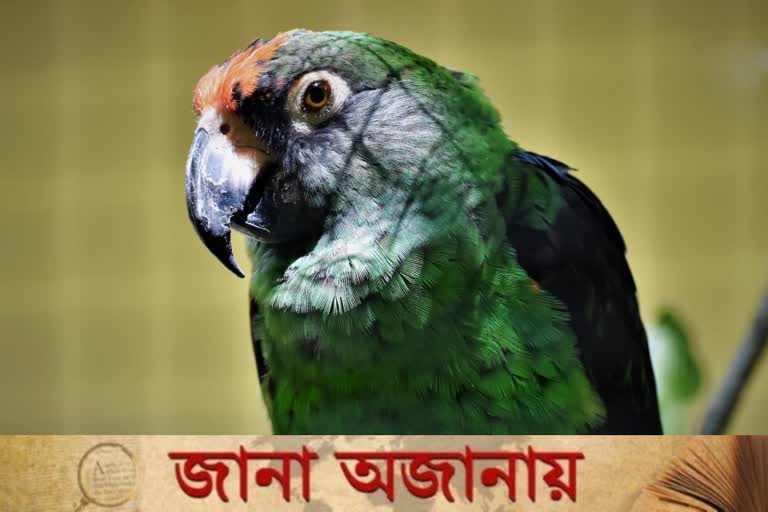 Parrot arrested in India for swearing