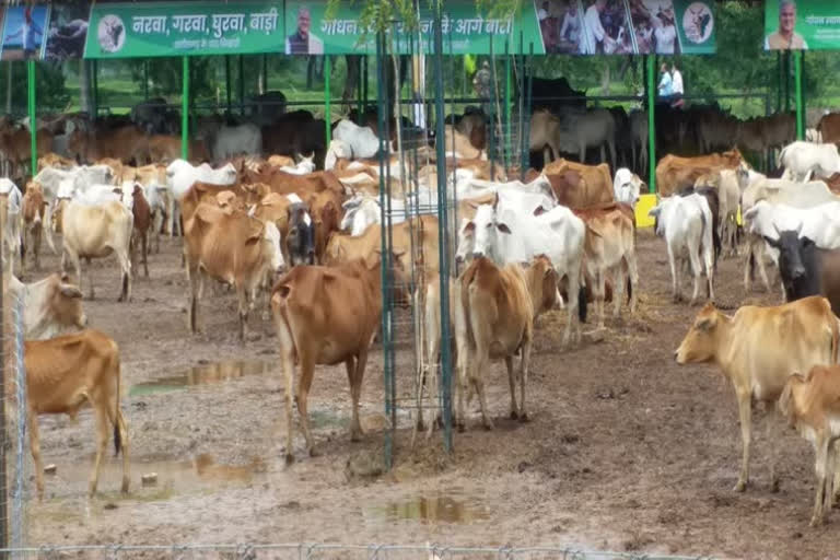 Locked in small room, 50 cows suffocate to death in C'garh