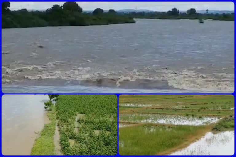 crops submerged due to gajuladinne project gates were lifted in kurnool district