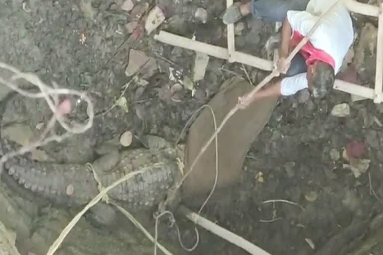 कोटा में मगरमच्छ को रेस्क्यू किया गया,  Crocodile Rescue in Kota