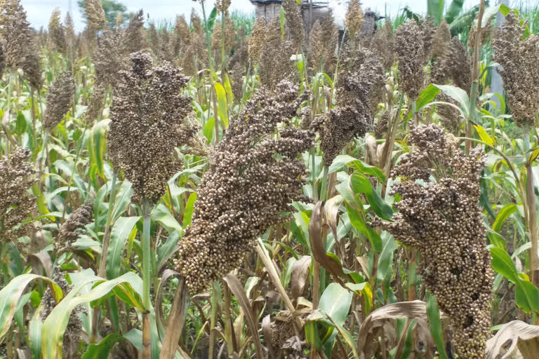 ಮಳೆಗೆ ಕಪ್ಪಾದ ಬಿಳಿಜೋಳ