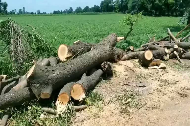 Illegal harvesting of Neem in Agar