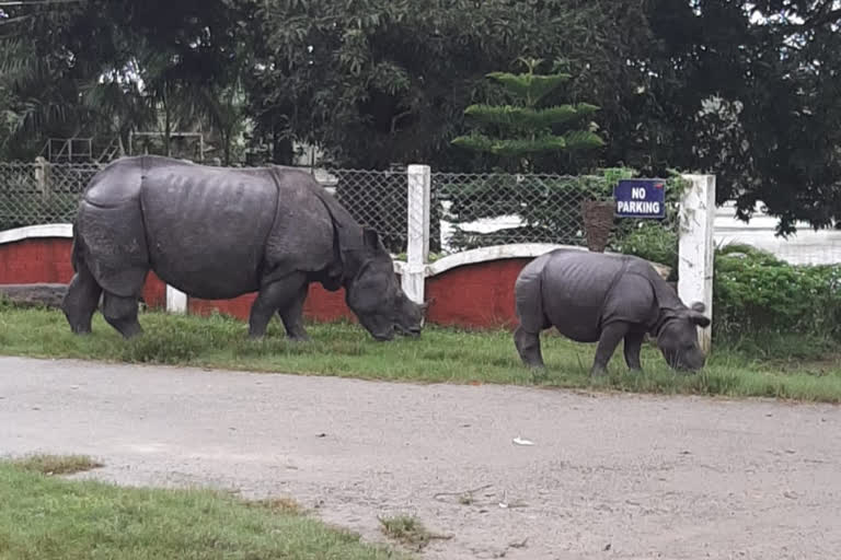 বনাঞ্চলৰ পৰা জনাঞ্চললৈ ওলাই আহিল পবিতৰাৰ গড়