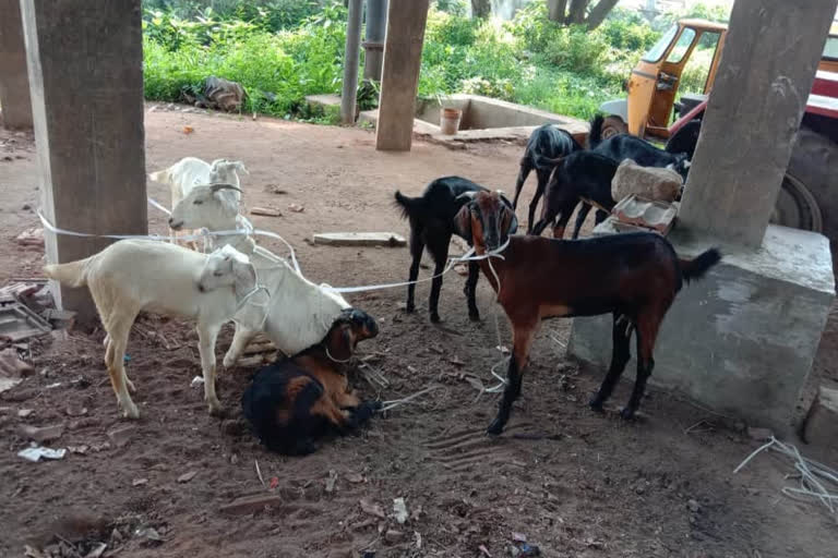 goats eaten harithaharam trees in khammam