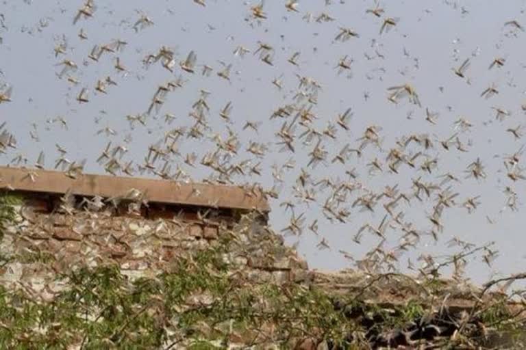 hisar district administration alert on locust attack