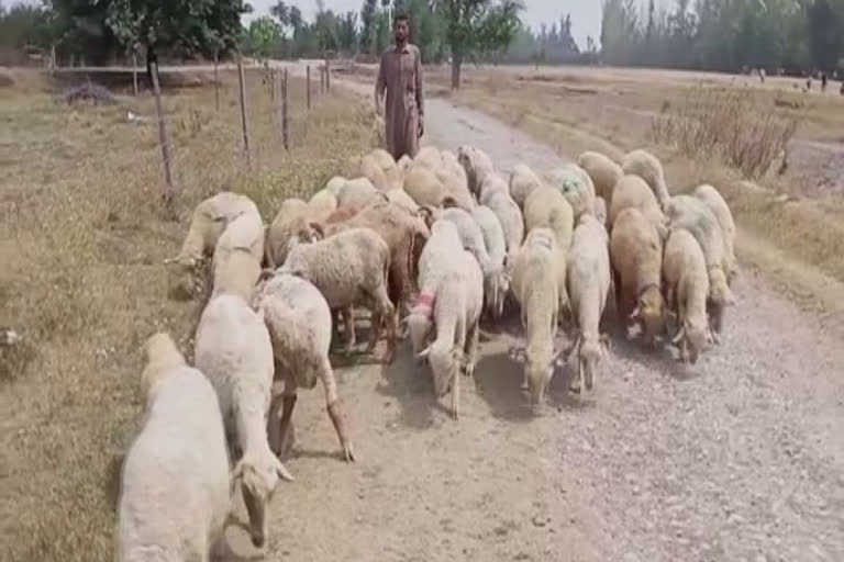 عیدالاضحٰی: جانوروں کی فروخت کے لیے مَنڈی کا مطالبہ