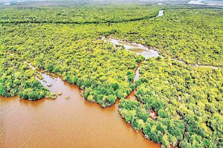 Mangrove forests are essential for human survival