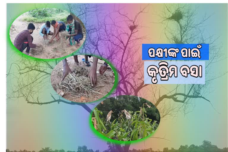 ନିଆରା ପ୍ରୟାସ, ପକ୍ଷୀମାନଙ୍କ ପାଇଁ ଗଛରେ କୃତ୍ରିମ ପକ୍ଷୀ ବସା ତିଆରି କରୁଛନ୍ତି ଯୁବକ