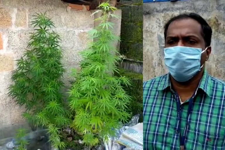 കഞ്ചാവ് ചെടികൾ  ഇടുക്കി  ലോഡ്‌ജ്  idukki  lodge  ganja seized