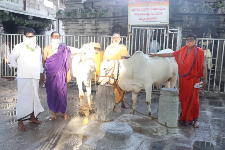 full of devotees at vemulavada rajeshwara swamy temple