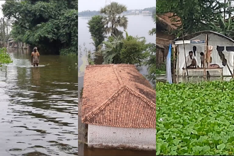 assam flood  bihar flood  darbhanga  assam flood death toll  districts affected in Bihar flood  அஸ்ஸாம் வெள்ளம்  பீகார் வெள்ளம்  காசிரங்கா தேசிய பூங்கா