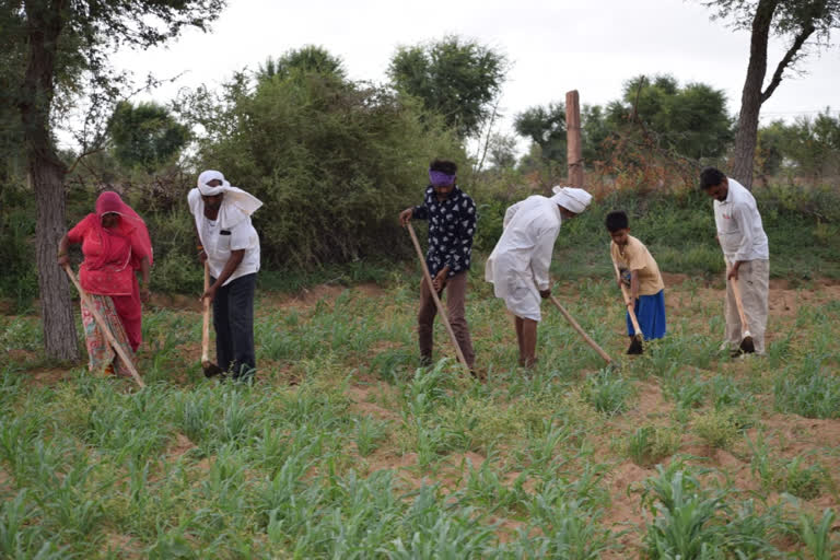 Bhopalgarh news,  returns to farming,  farmer news