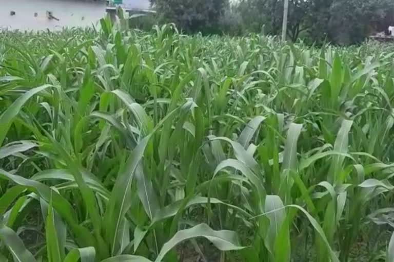 maize crop