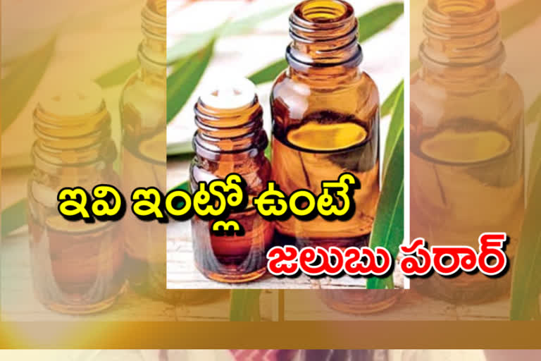 cold can be cured with eucalyptus oil