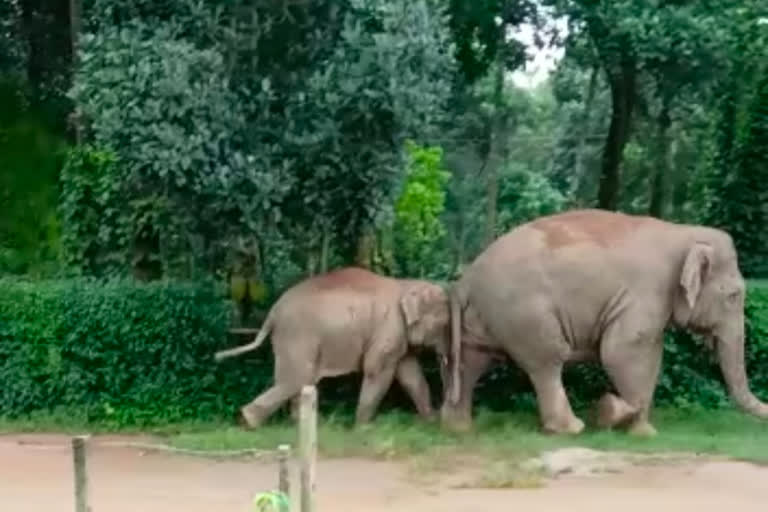 wild elephants appeared in Baikere village