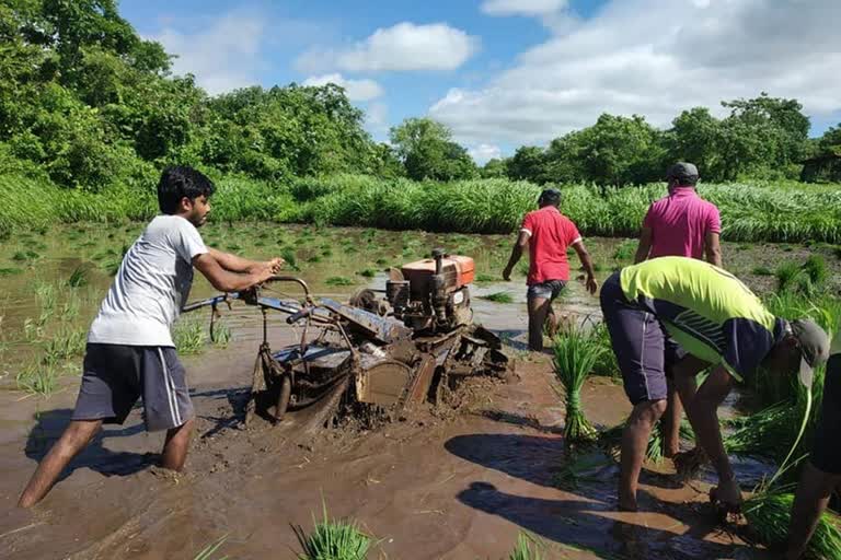 raigad farming news