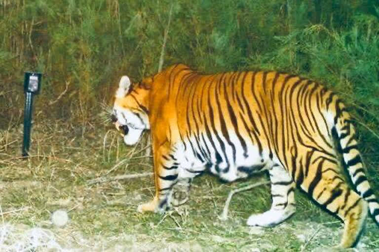 Tiger breeding captured on camera trap brings cheer in Kaziranga despite floods