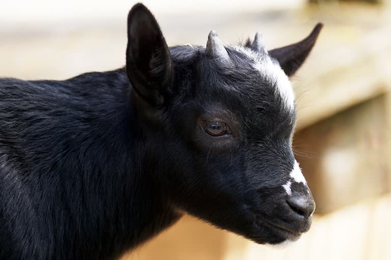 Kanpur police 'arrest' goat for not wearing mask