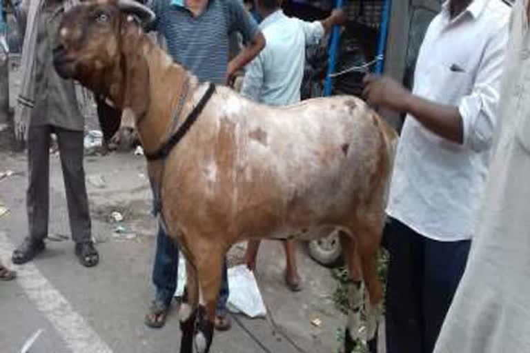 Kanpur: Goat jailed for not wearing owner's mask