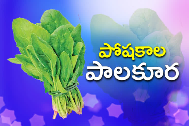 benefits of spinach in using in telugu