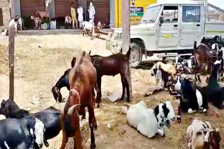 बकरीद का त्योहार  कुर्बानी का त्योहार  त्योहार का महीना  बकरा मंडी बीकानेर  बकरा व्यापारी  bikaner news  etv bharat news  anupgarh news  festival of bakrid  festival of sacrifice