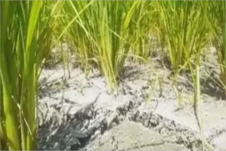 paddy land worth thousands of acres about to face drought