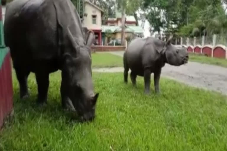 Rhinos escape sanctuary in search of food amid floods