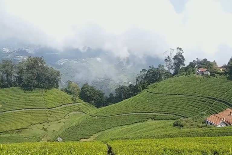 Nilgiri tea