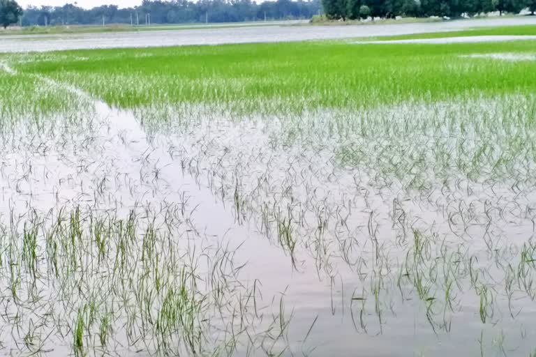 People affected by floods are not getting government help in Vaishali