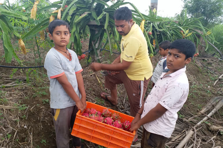 ಡ್ರ್ಯಾಗನ್ ಫ್ರೂಟ್​ ಬೆಳೆದು ಯಶಸ್ಸು ಕಂಡ ಪದವೀಧರ