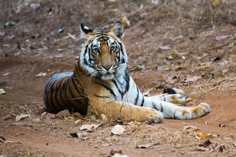 Paiger-dead-body-found-in-pannanna