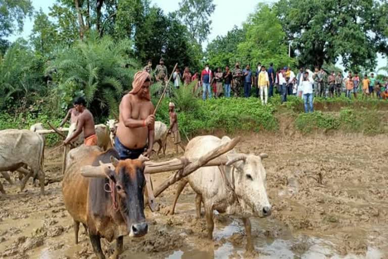 Labor minister Satyanand Bhokta ploughed in the field