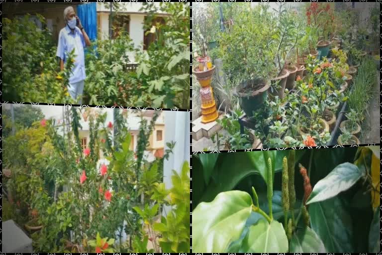 former-finance-ministers-roof-top-garden-variety-vegetables-and-colorful-flowers-on-the-roof