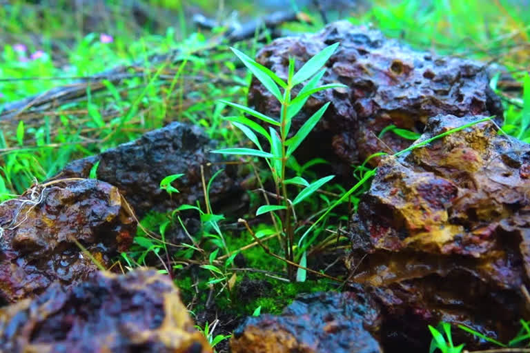 Rare plant species in kerala