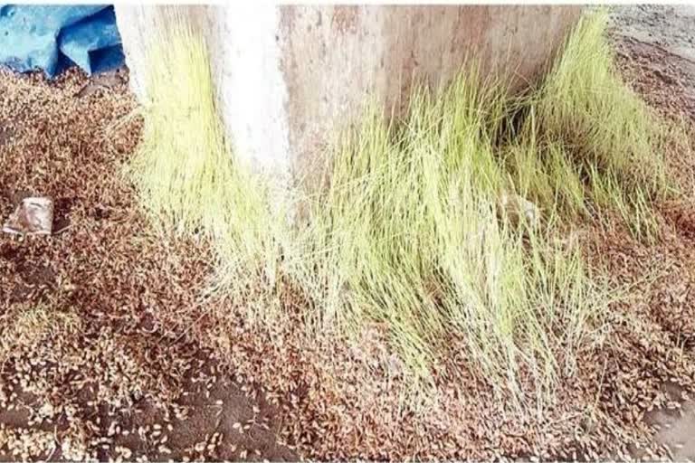 Paddy wasting in Gadarwara agricultural produce market in narsinghpur