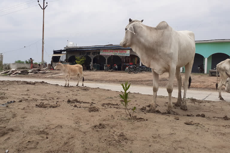 tree plantation in jalaun