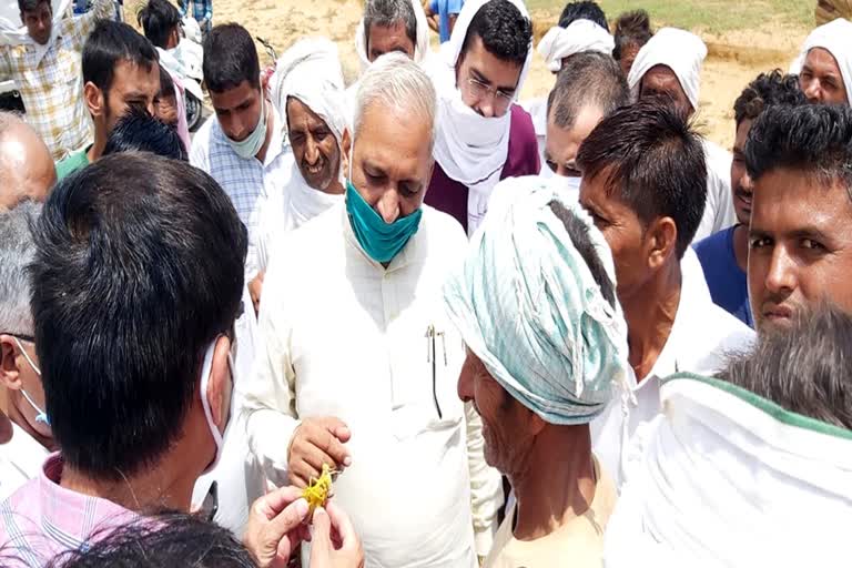 Haryana Deputy Speaker Ranbir Singh Gangwa visit the locust affected area