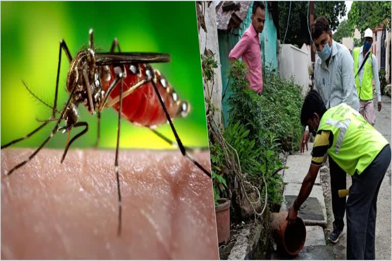 dengue