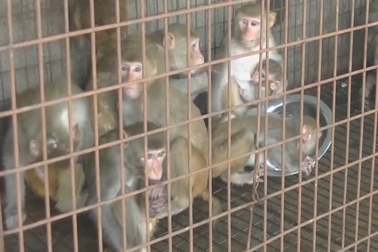 bhiwani monkey in bad condition