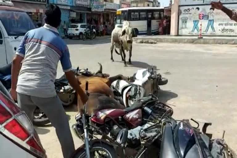 battle of bulls,  battle of bulls in nagaur,  nagaur news , rajasthan news,  Unclaimed cattle,  Unclaimed cattle in nagaur