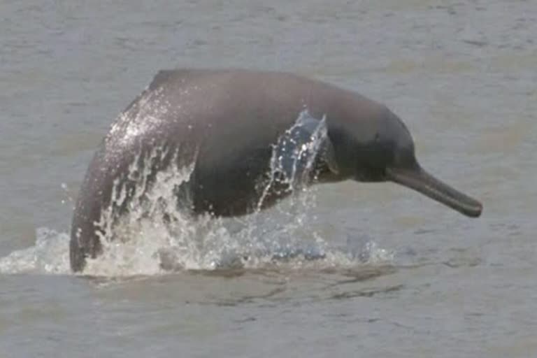 River Dolphin at Sighat Kaliabor